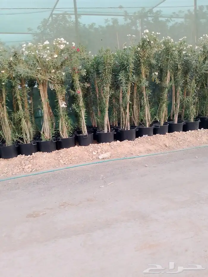 أشجار منوعه وأحجام مختلفة صيانه القصور والفلل والاستراحات ا 3