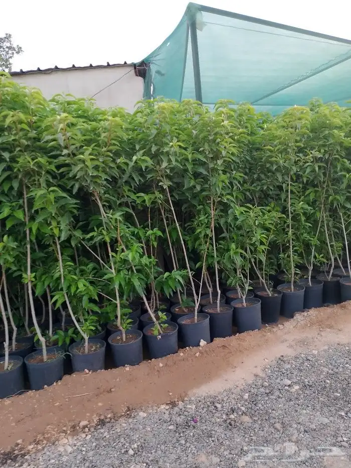 أشجار منوعه وأحجام مختلفة صيانه القصور والفلل والاستراحات ا 4