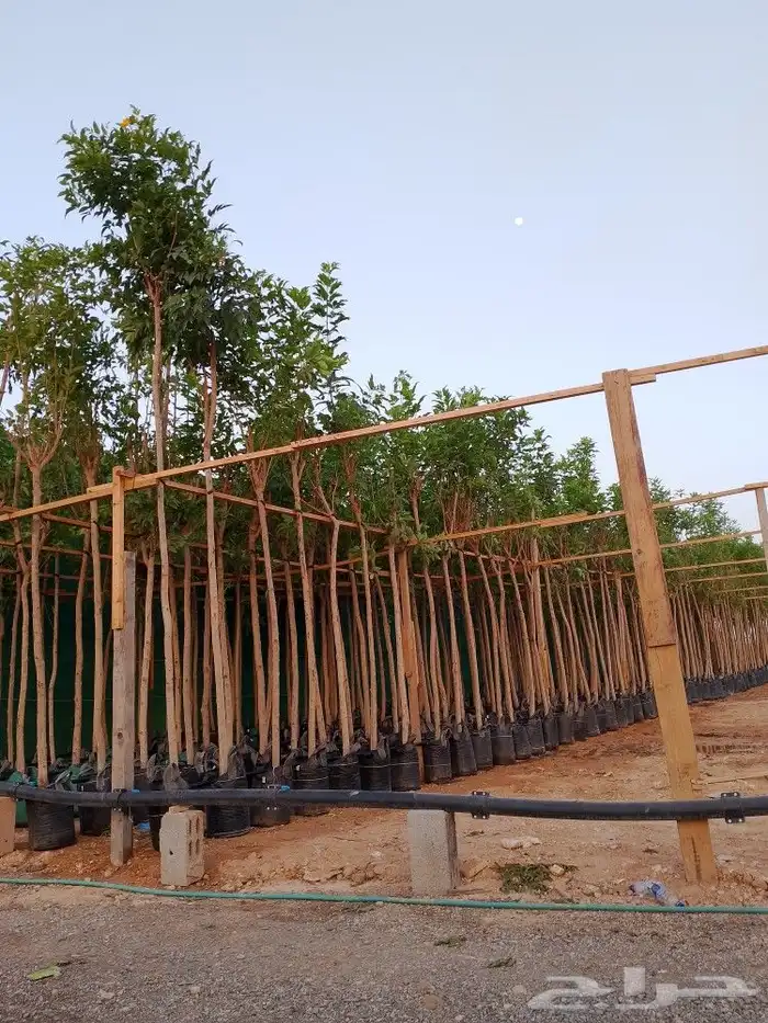 أشجار منوعه وأحجام مختلفة صيانه القصور والفلل والاستراحات ا 2