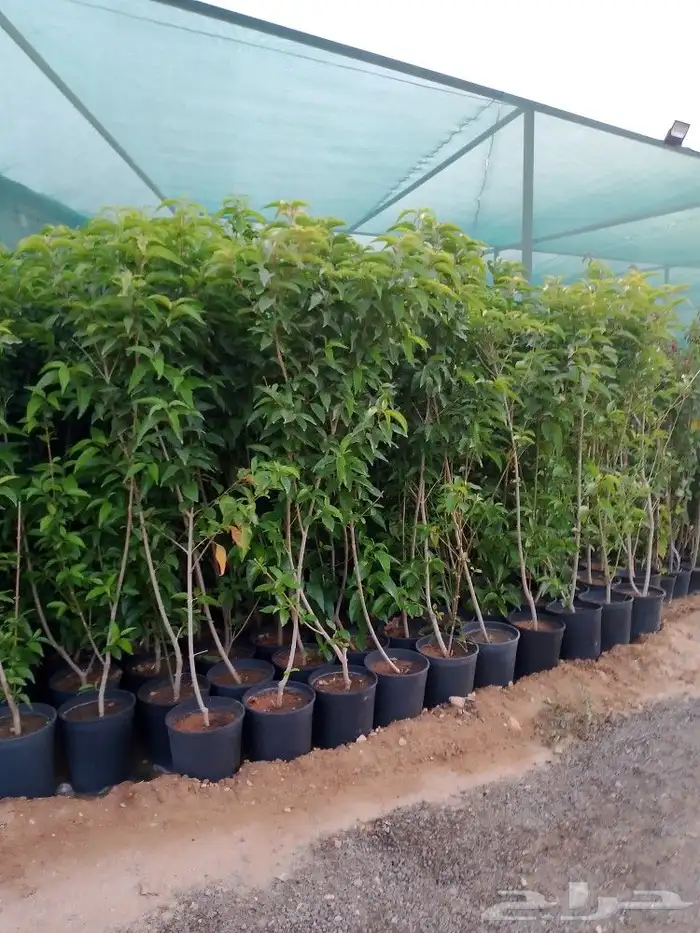 أشجار منوعه وأحجام مختلفة صيانه القصور والفلل والاستراحات ا 5