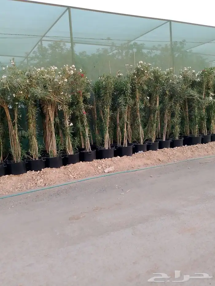 أشجار منوعه وأحجام مختلفة صيانه القصور والفلل والاستراحات ا 8