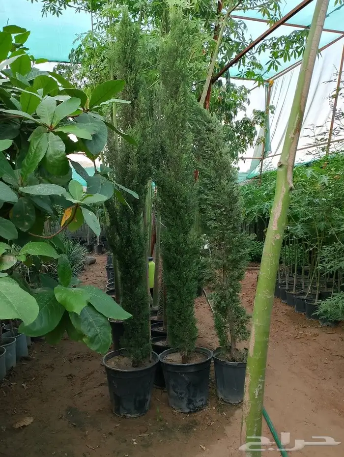 أشجار منوعه وأحجام مختلفة صيانه القصور والفلل والاستراحات ا 9