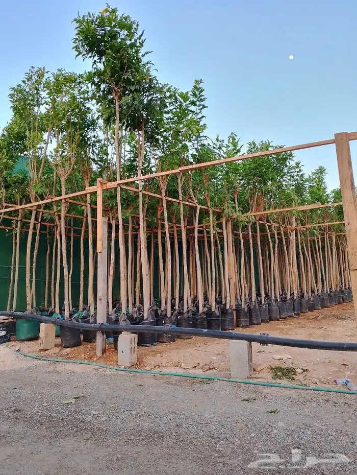 أشجار منوعه وأحجام مختلفة صيانه القصور والفلل والاستراحات ا 1