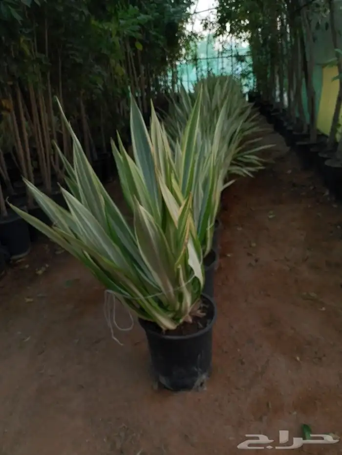 أشجار منوعه وأحجام مختلفة صيانه القصور والفلل والاستراحات ا 7