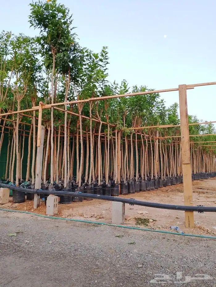 أشجار منوعه وأحجام مختلفة صيانه القصور والفلل والاستراحات ا 0