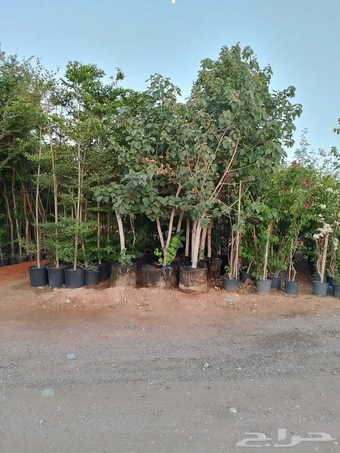 أشجار منوعه وأحجام مختلفة صيانه القصور والفلل والاستراحات ا 6