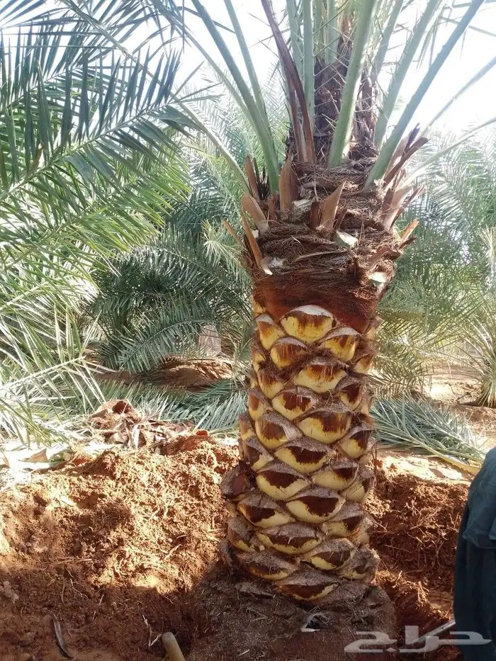 نخل للبيع مع التوصيل 3