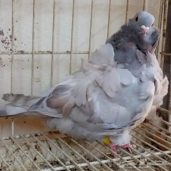 كشكشي رديوس فاخر تم البيع 0