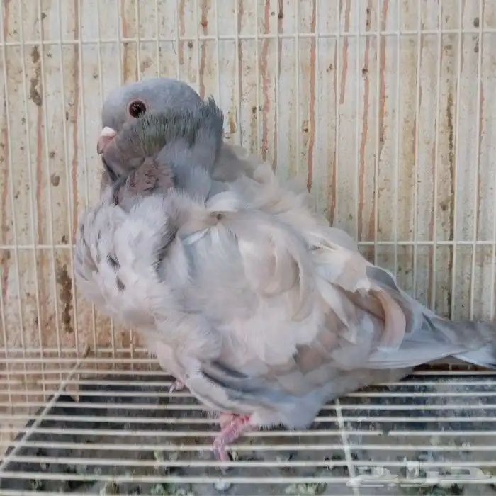 كشكشي رديوس فاخر تم البيع 3