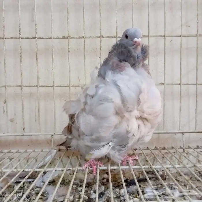 كشكشي رديوس فاخر تم البيع 2