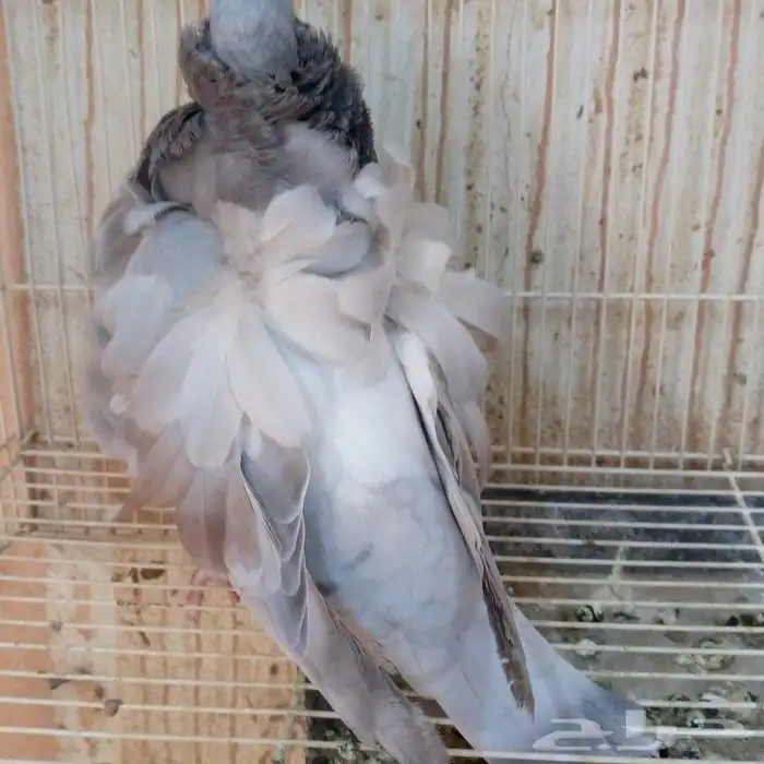 كشكشي رديوس فاخر تم البيع 1