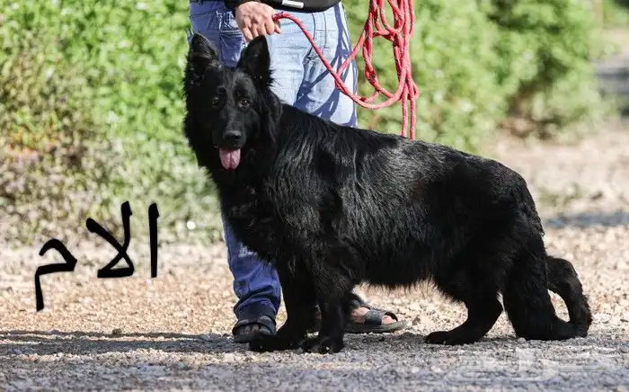 متاح اقوي ذكر و انثي شو لاين (بيديجري) 6