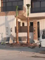 نخل زينه واشنطني امريكي 2