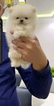اصغر اجراو بومرنيان (كوري) 250 جرام 2