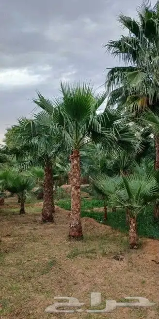 واشنطني نخل زينه ابومروحه درجه اولا نخل نحيف وليس متين 7
