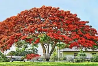 ياسمين اصفر متسلق جملة وقطاعي 6