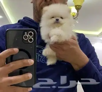 اصغر اجراو بومرنيان (كوري) 250 جرام 3
