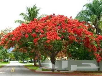 ياسمين اصفر متسلق جملة وقطاعي 5