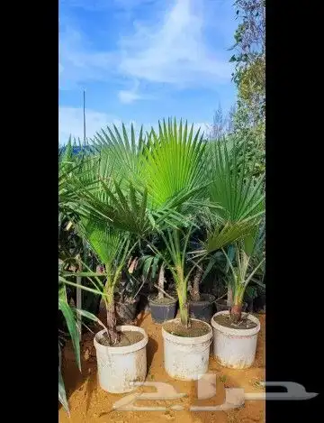 زراعه الورد الطبيعى والتيل الطبيعى وقص الاشجار 6