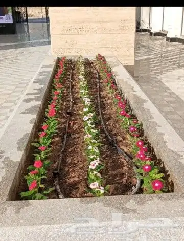 زراعه الورد الطبيعى والتيل الطبيعى وقص الاشجار 7