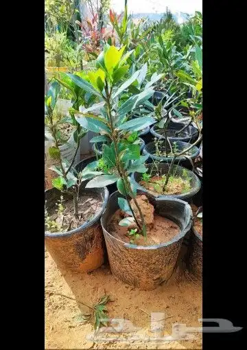 زراعه الورد الطبيعى والتيل الطبيعى وقص الاشجار 5