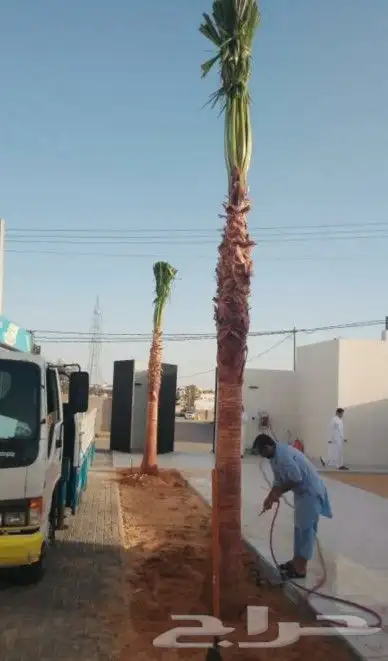 واشنطني نخل زينه ابومروحه درجه اولا نخل نحيف وليس متين 8