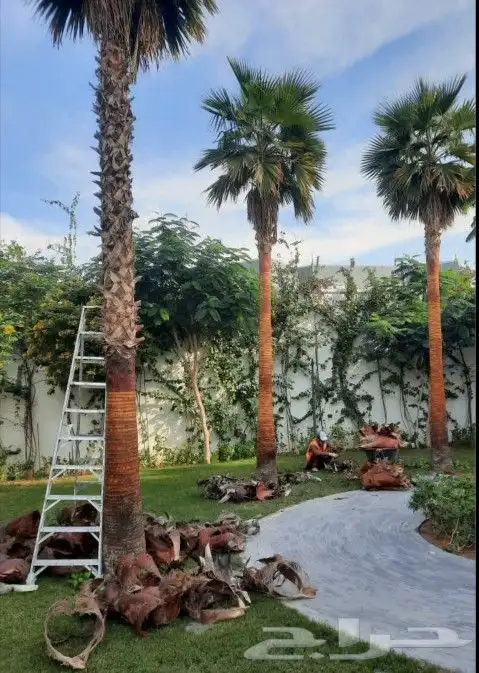 واشنطني نخل زينه ابومروحه درجه اولا نخل نحيف وليس متين 9