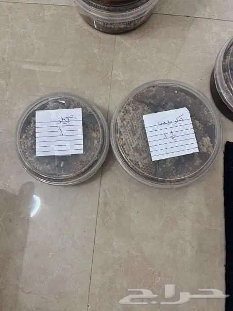 عسل سمره حر على الشرط ومضمون من الغش شمع وصافي إنتاج 1445 11 5