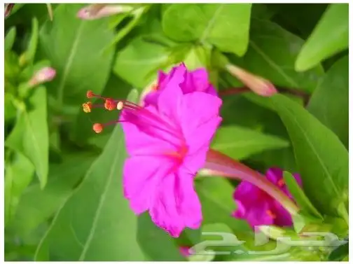 ياسمين اصفر متسلق جملة وقطاعي 9