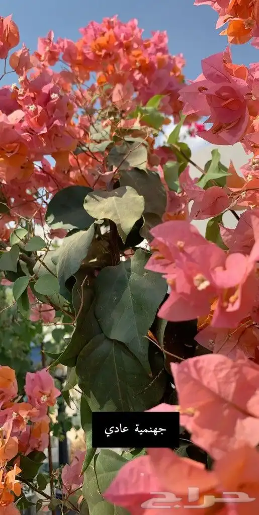 ياسمين اصفر متسلق جملة وقطاعي 4