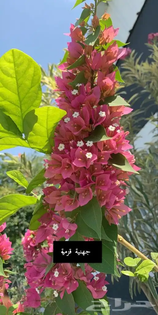 ياسمين اصفر متسلق جملة وقطاعي 1