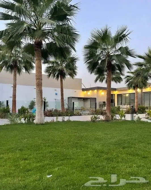 واشنطني نخل زينه ابومروحه درجه اولا نخل نحيف وليس متين 6