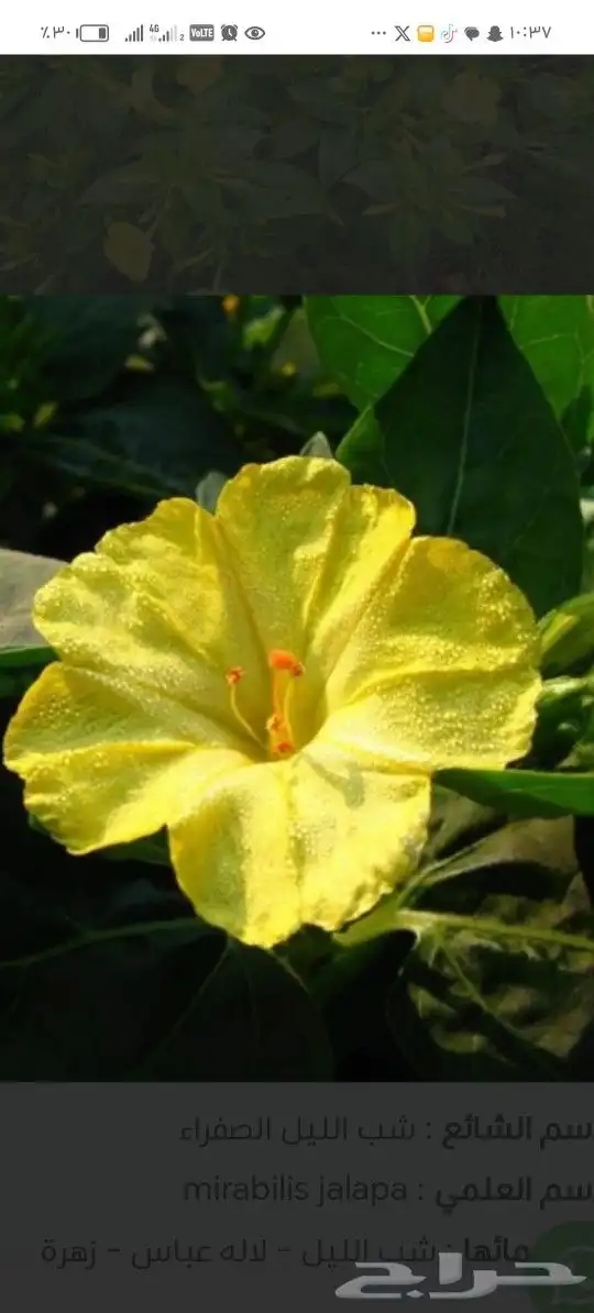 ياسمين اصفر متسلق جملة وقطاعي 8