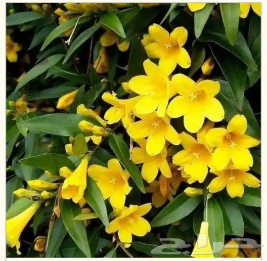 ياسمين اصفر متسلق جملة وقطاعي 0