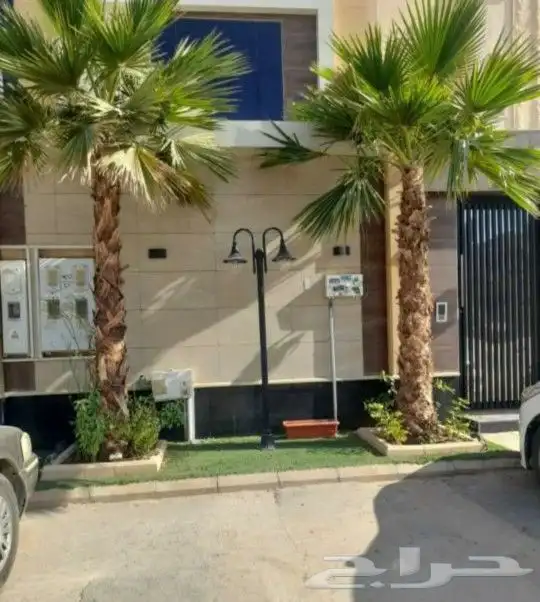 واشنطني نخل زينه ابومروحه درجه اولا نخل نحيف وليس متين 5