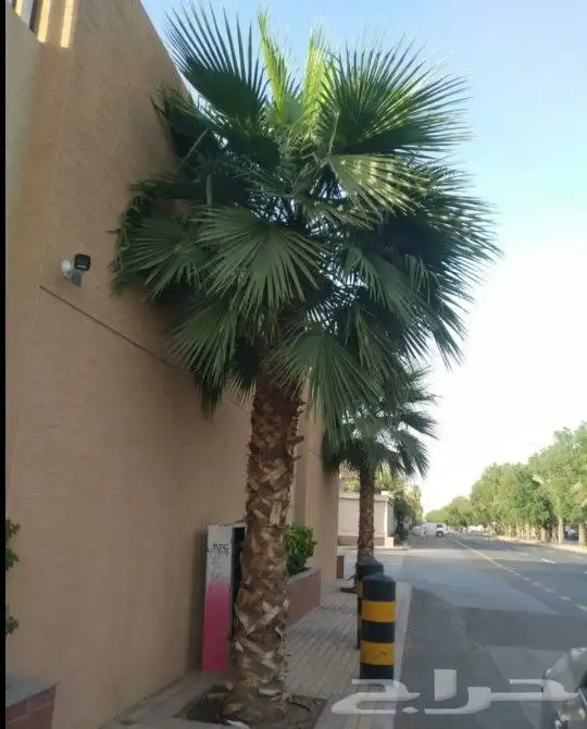 واشنطني نخل زينه ابومروحه درجه اولا نخل نحيف وليس متين 4