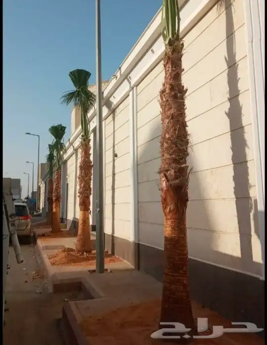 واشنطني نخل زينه ابومروحه درجه اولا نخل نحيف وليس متين 2