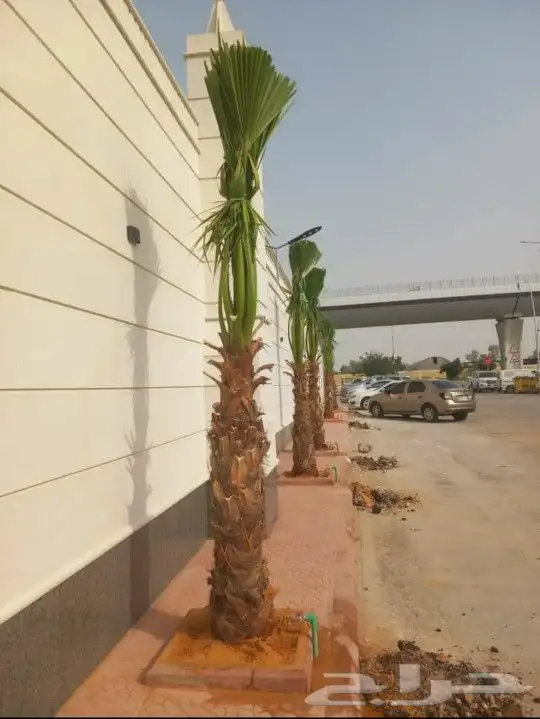 واشنطني نخل زينه ابومروحه درجه اولا نخل نحيف وليس متين 1