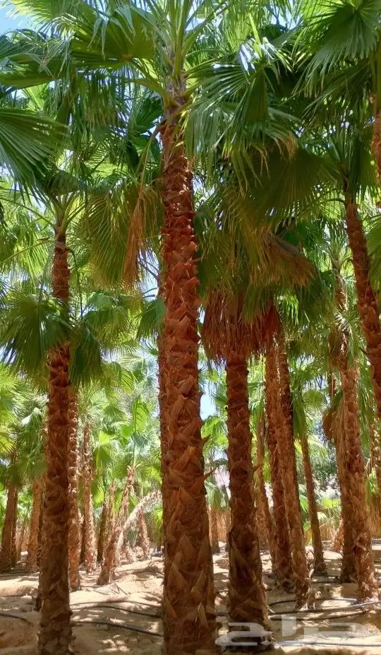 واشنطني نخل زينه ابومروحه درجه اولا نخل نحيف وليس متين 0