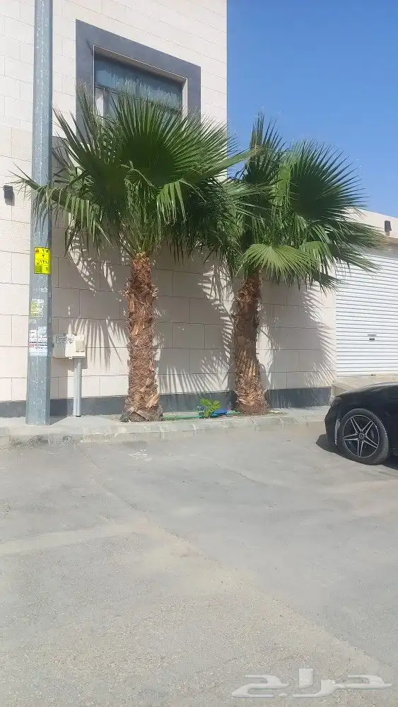 زراعه الورد الطبيعى والتيل الطبيعى وقص الاشجار 13