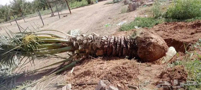 نخل خلاص 2