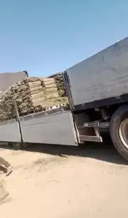 نجيل طبيعي سيC2000صافي 10
