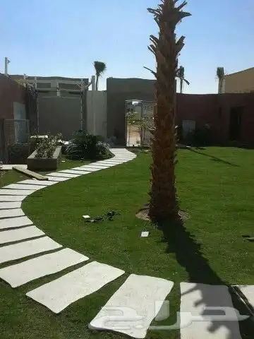 نجيل طبيعي سيC2000صافي 12