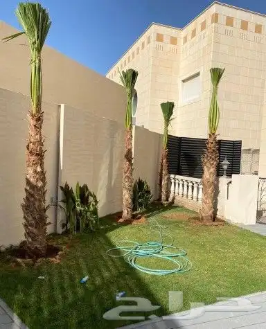نجيل طبيعي سيC2000صافي 13