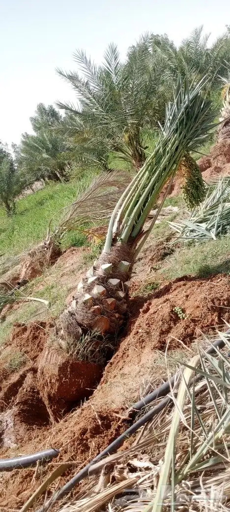 نخل خلاص 6