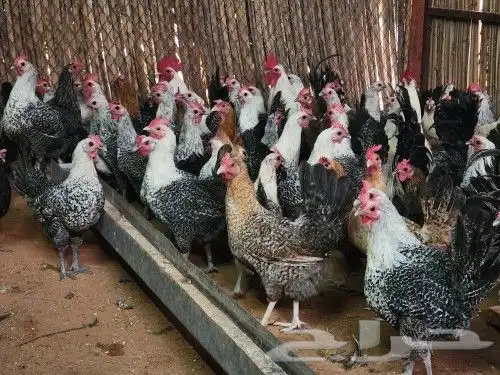 دجاج فيومي وبلدي بياض 1