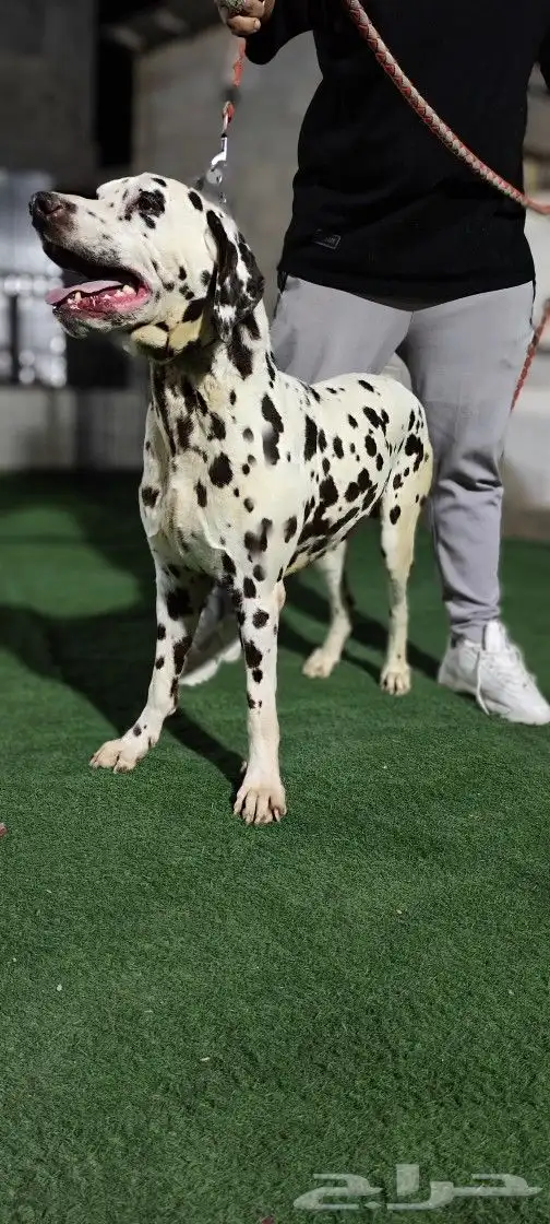 للبيع جوز دلميشن مستوى متميز ( Dalmatian ) 7