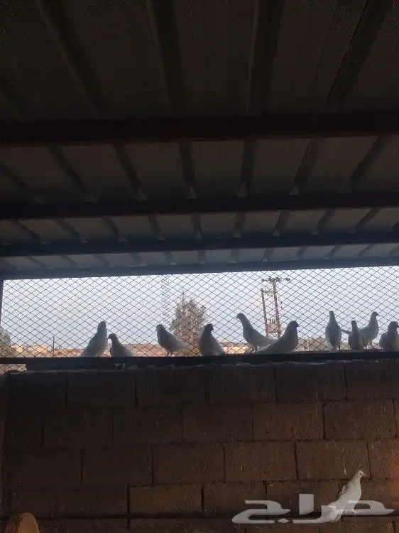 حمام. فرنسي 7