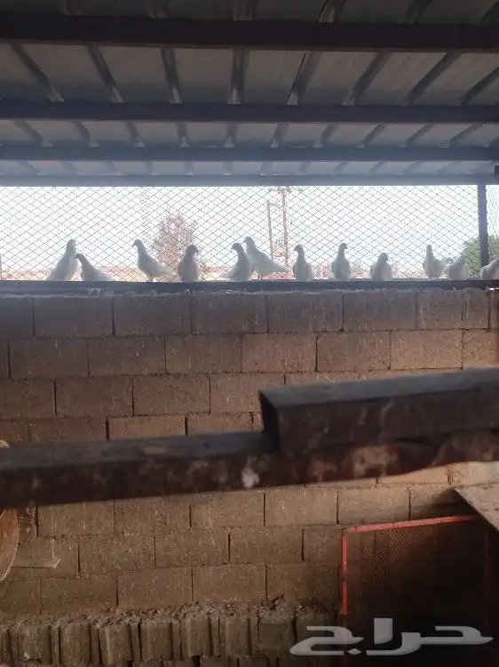 حمام. فرنسي 8