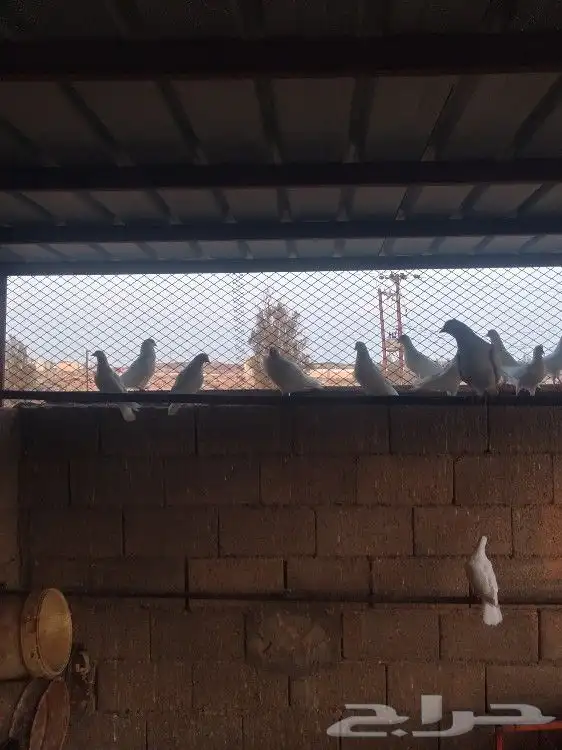 حمام. فرنسي 5